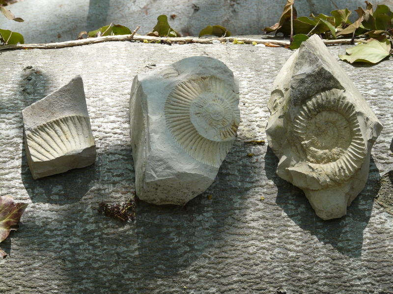 2K, no people, growth, creativity, perisphinctes, shell, pattern, stones, cephalopods, animal wildlife, were, lime, fossils, extinct, close-up, white jura