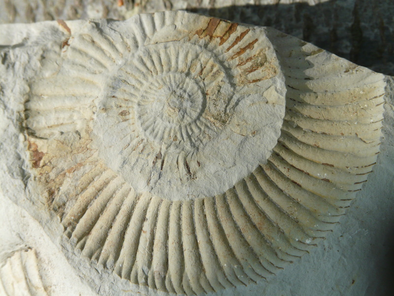 Fossils, stone material, close-up, animal, ancient, geology, animal wildlife, the past, outdoors, cephalopods, shell, pattern, extinct, archaeology, solid