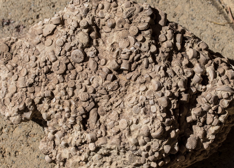 textured, cephalopods, hagbard, day, food and drink, nature, meeresbewohner, prehistoric times, paleontology, petrified, pattern, extinct, rock, petrification