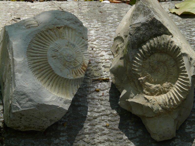 built structure, craft, representation, extinct, were, the past, architecture, mollusca, cephalopods, 2K, ammonites, outdoors, limestone, white jura, lime