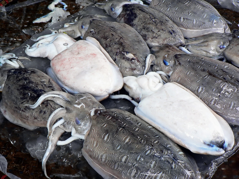 animal, Mollusk, healthy eating, no people, outdoors, seafood, food, fish market, industry, cold temperature, Cuttlefish, sale, raw food, close-up, ice