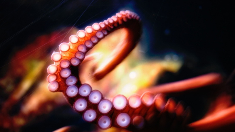 red, arts culture and entertainment, one person, multi colored, tentacles, technology, music, black background, human teeth, close-up, tentacle, indoors
