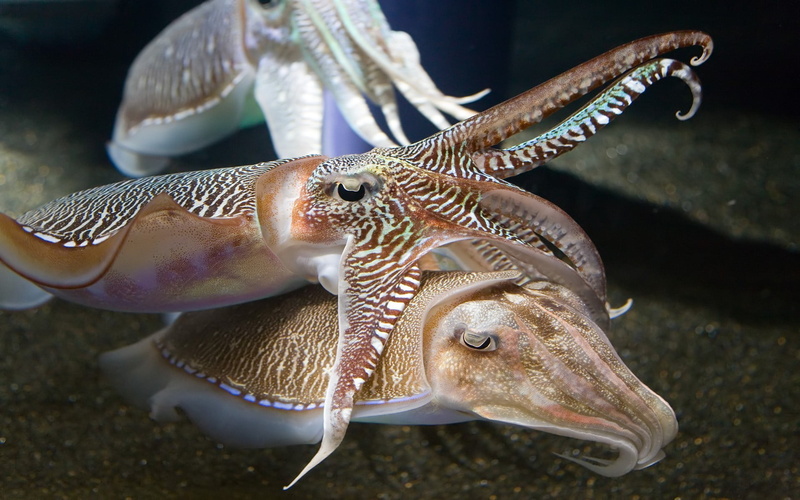 fish, cuttlefish, aquarium, water, seafood, undersea, squids, sea, vertebrate, swimming, nature, animals in captivity, one animal, animal themes, animal