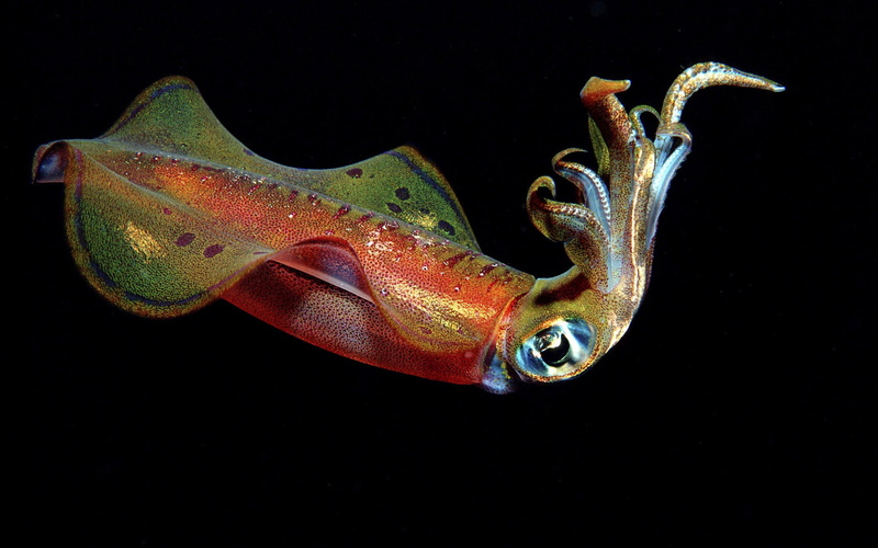 swim, 1080P, swimming Animal, animals in the wild, red, underwater, studio shot, no people, indoors, nature, tropical Climate, multicolored, squid, animal themes