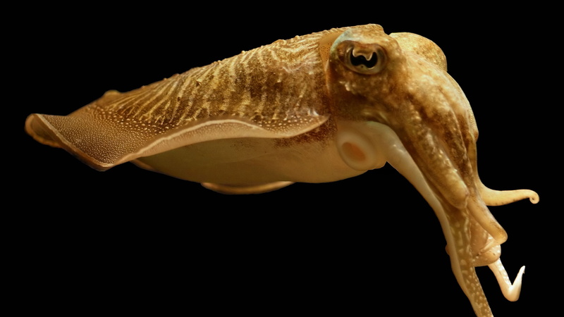 4K, yellow, squid, broadclub cuttlefish, skin color, Cuttlefish, Sepia latimanus, deep sea creatures
