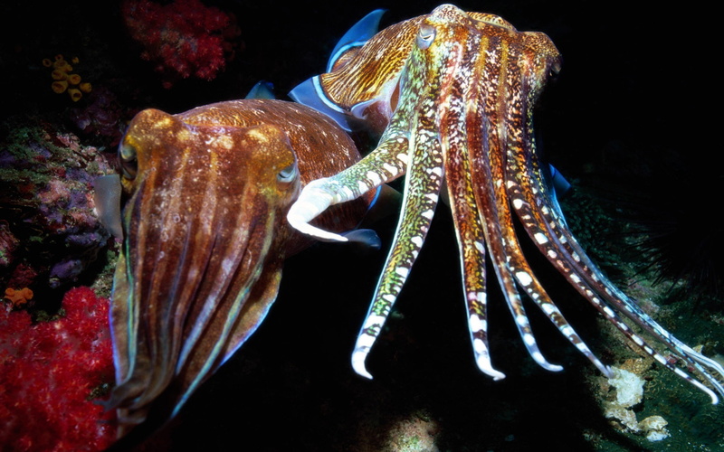 one animal, octopus, nature, animal eye, animal wildlife, swimming, tentacles, soft Coral, underwater inhabitant, pacific Ocean, no people, red, blue, two