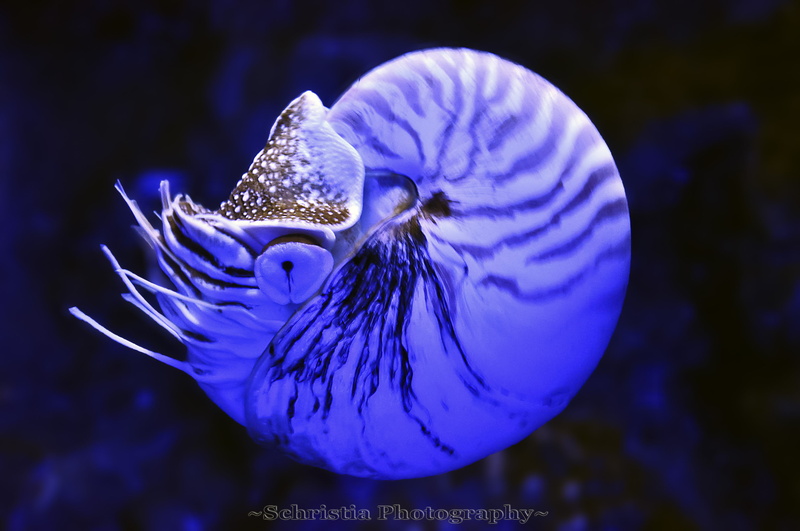 Singapore, Nikon D90, blue, Nikon  D90, photography, underwater, reef, creature, under water, portrait, water, tropical Climate, nature, sea Life, Underwater World