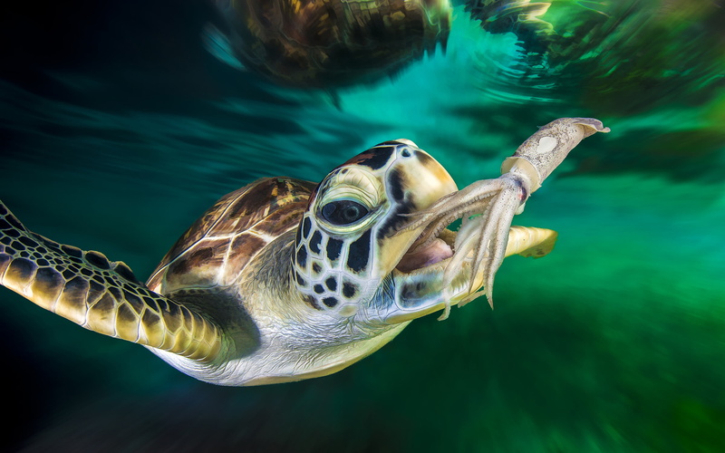 one animal, animal, undersea, 4K, underwater, no people, tablet, desktop, animal wildlife, squid, sea turtle, close-up, pc, ocean, marine, green