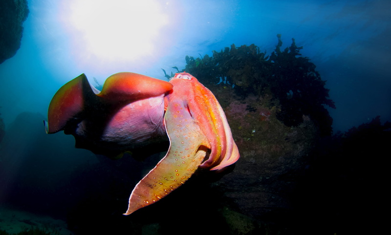 animal wildlife, swimming, animal themes, marine, water, animals in the wild, cuttlefish, pink, squid, ocean, orange, reef, no people, fish, creature, vertebrate