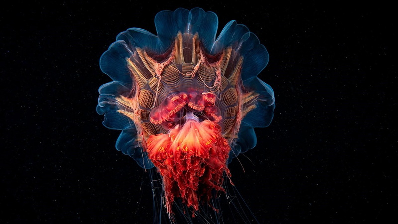 nature, invertebrate, 1080P, pattern, animal wildlife, animals in the wild, sea, cnidaria, blue, studio shot, medusa, marine biology, sea jelly, jellyfish