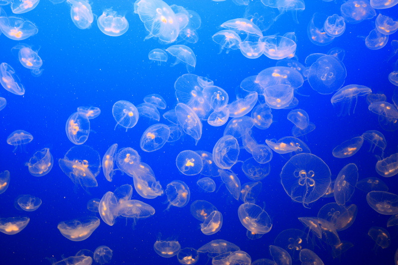 water, 4K, blue, multi Colored, pattern, ocean, monterey, blue background, photography, under water, deep, aquatic, monterey aquarium, sea, swimming Animal