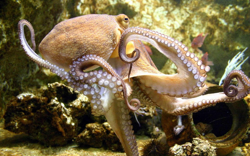 nature, nature and landscapes, 1080P, underwater, octopus, sea creatures, oceans, sea