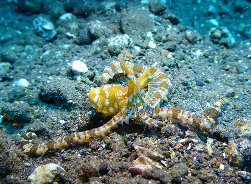 scuba, poisonous, marine, swimming Animal, Bali, Tulamben, tropical Climate, wildlife, animal, wunderpus, camouflage, animal themes, scuba Diving, blue