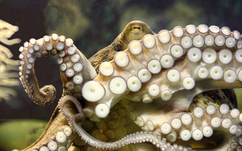 hd, brown, animals, white, 1080P, tentacles, octopus, underwater