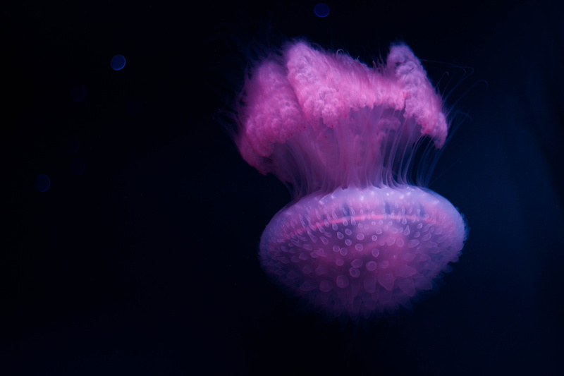 undersea, sea life, jellyfish, marine, luminosity, animal, 5K, close-up, animal wildlife, one animal, aquarium, invertebrate, seashell, under the sea