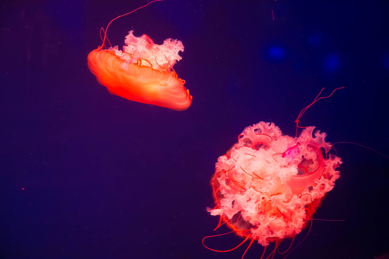 diving, nature, sea, floating on water, outdoors, close-up, sports, water, rose, invertebrate, snorkeling, animal themes, swimming, animal wildlife, pink color