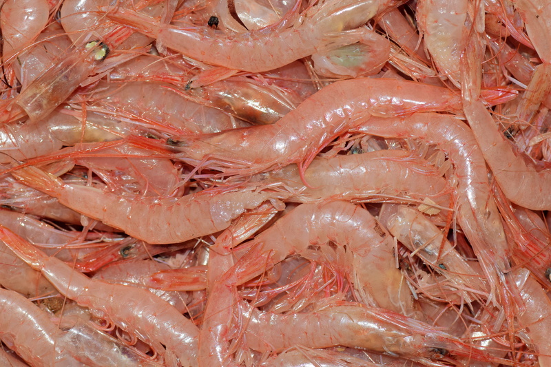 cold temperature, protein, large group of objects, shrimp, mediterranean, pink, frisch, crustacean, market, ingredient, small shrimp, italy, italian cuisine