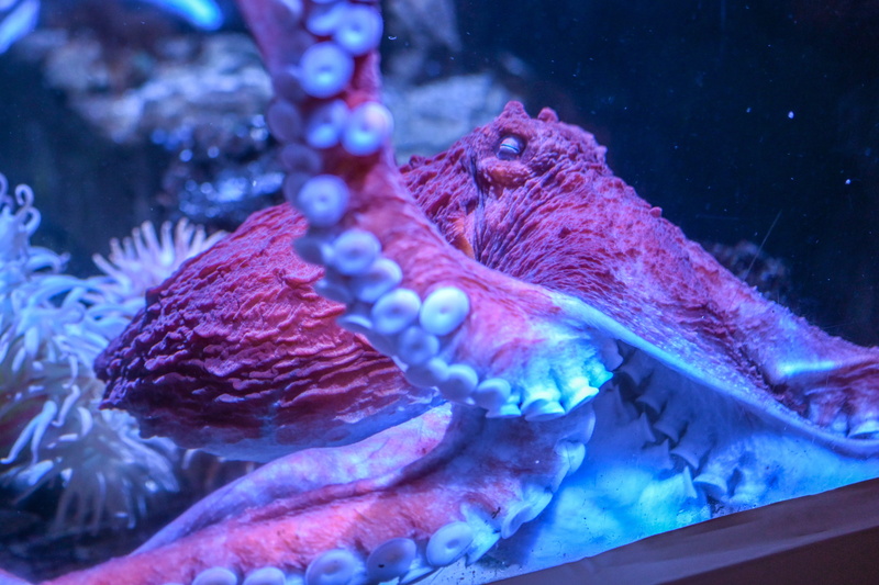 close-up, fish, animal, brown, invertebrate, scorpion, underwater, no people, sponge animal, jellyfish, animal themes, san diego, starfish, vertebrate