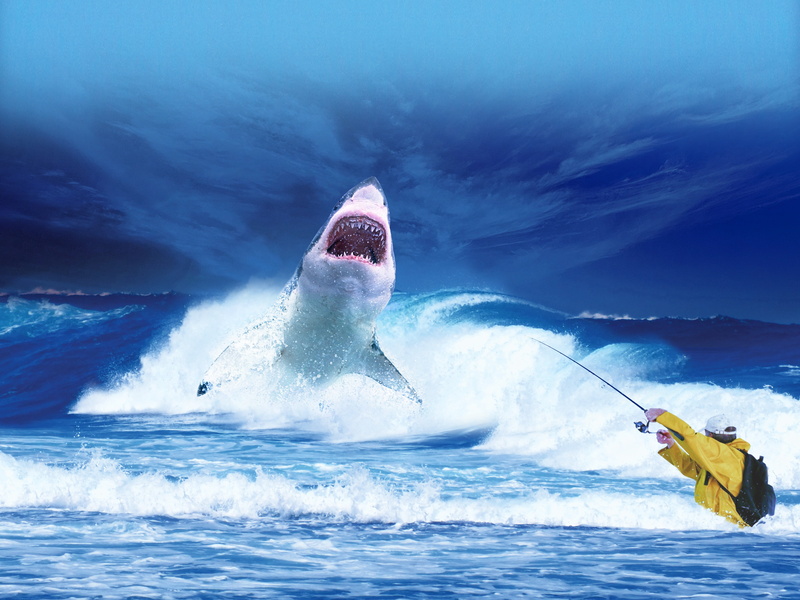 dangerous, predator, fishing, funny, whale, water, shark, wave, eat, blue, fort, cold temperature, good looking, trap, great, white, 4K, teeth