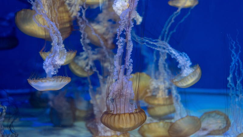 5K, animal, jellyfish, turtle, sea, aquatic, animal wildlife, undersea, jelly, group of animals, marine, poisonous, fish, sea anemone, brown, aquarium