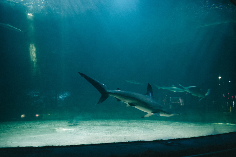 animal, diver, water, fish, no people, diving, sea, shark, animal themes, outdoors, animal wildlife, great white shark, ocean, sea life, group of animals