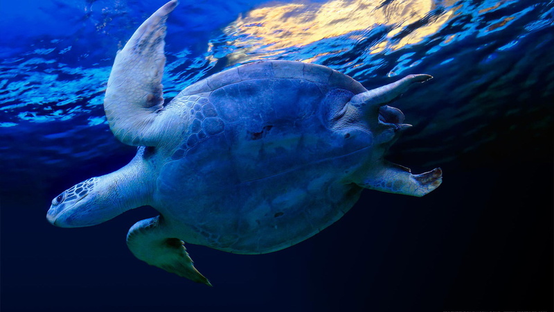 tank, sea life, nature, close-up, electric ray, animal, ray, animals, undersea, underwater, loggerhead, sea, aquarium, turtle, water, animal wildlife, 1080P