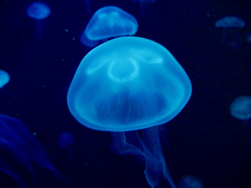 4K, sea life, aquarium, clam, blue, diving, nature, sponge animal, aquatic, animals in the wild, sea, close-up, invertebrate, swimming, sports, sport