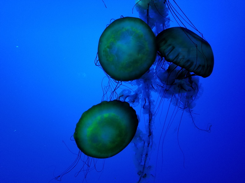 marine, aquatic, octopus, undersea, sea life, gatlinburg, ecosystem, water, no people, blossom, animal themes, invertebrate, swimming, flower, floating