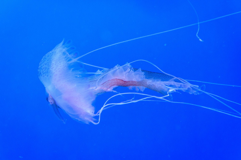 animal, iris, manta ray, blue, animal wildlife, aquarium, jellyfish, water, sponge animal, underwater, floating on water, undersea, nature, aquatic, marine