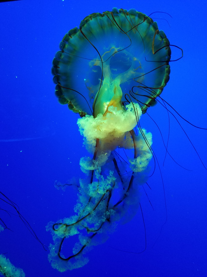 sea anemone, swimming, sports, underwater, diver, marine, one animal, sea life, fish, no people, animals in the wild, diving, snorkeling, nature, gatlinburg