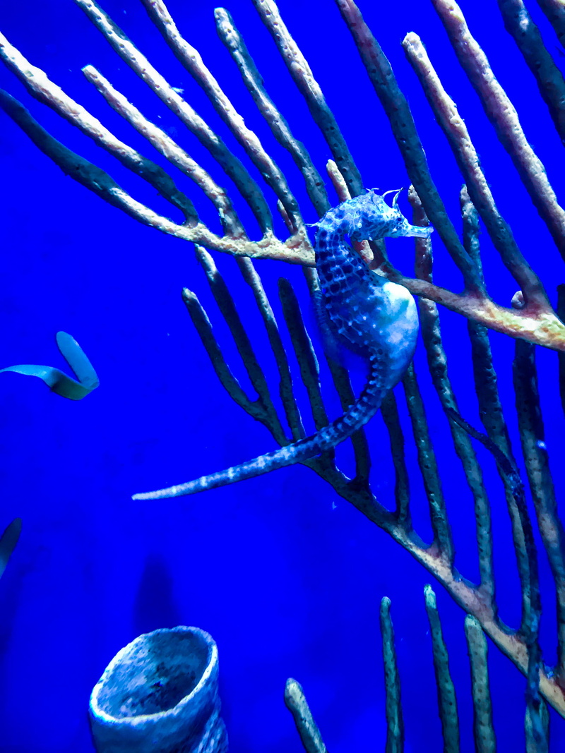school of fish, vertebrate, sea, group of animals, nature, aquatic, sea horse, animals in captivity, water, underwater, mammal, sea life, marine, blue