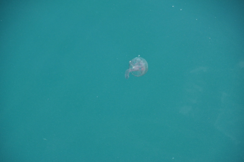 fish, animal wildlife, reptile, swimming, nature, octopus, water, invertebrate, compass math, jellyfish, peacock, manta ray, animal themes, outdoors, blue