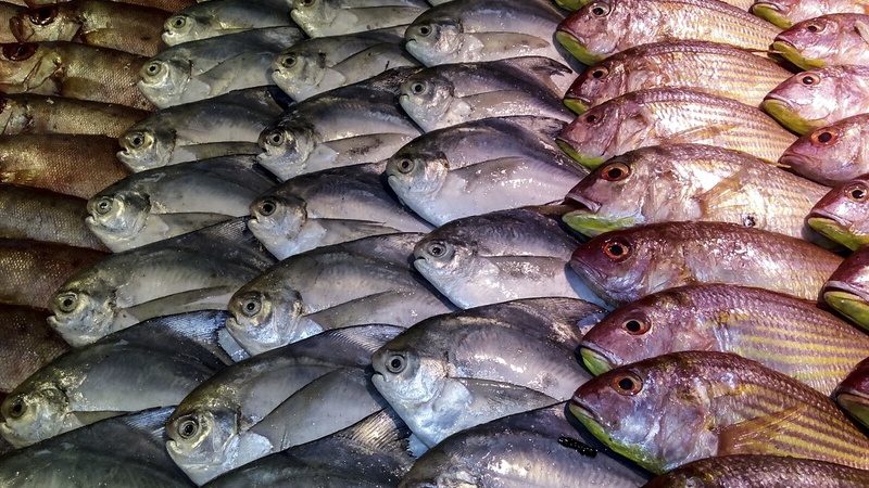 wellbeing, marine, large group of objects, 1080P, fresh, no people, stall, for sale, retail, catch, fish market, market stall, supermarket, bunch, retail display