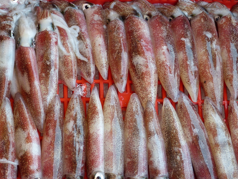 retail, animal, vietnam, sale, fishing industry, sea animals, freshness, healthy eating, squid, close-up, fish, raw food, meal, food, marine, fishing, kitchen
