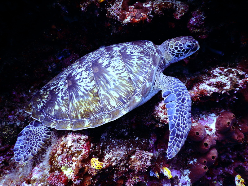 sea life, animal, water, coral, aquatic, ocean, invertebrate, undersea, brown, aquarium, marine life, exotic, animal themes, photography, marine, nature
