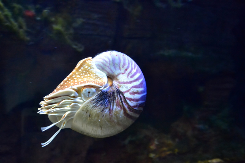tropical Climate, reef, animal wildlife, marine, fish, public domain, beauty in nature, swimming, animals in the wild, photos, wildlife, water, one animal