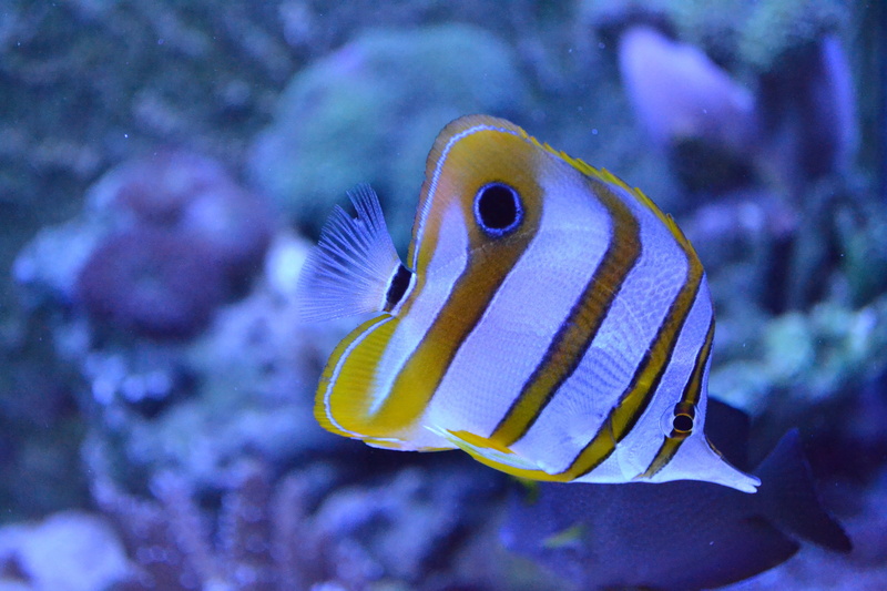 animals in the wild, coral, reef, sea life, profile view, multi Colored, one animal, striped, underwater, blue, animals in captivity, saltwater fish, angelfish