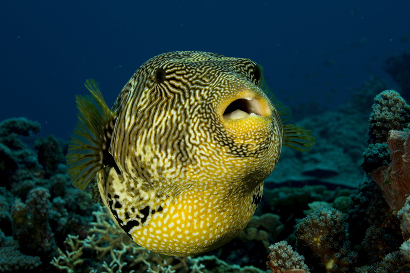 africa, environment, tropical, water, indian, ocean, diving, wild, travel, wildlife, mouth, underwater, 5K, life, colorful, puffer, swimming, animal themes