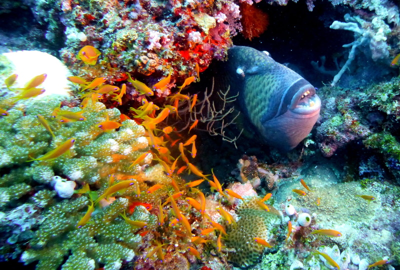 wildlife, corals, scuba Diving, swimming, dive, sea, inside, water, ocean, animal wildlife, animal, nature, one animal, no people, Trigger, diving, beauty in nature