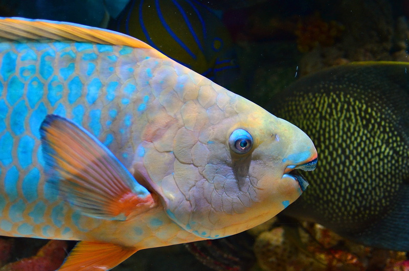one animal, vertebrate, marine, reef, fish, aquarium, sea, parrot fish, fishing industry, nature, undersea, saltwater fish, animal themes, scuba, swimming