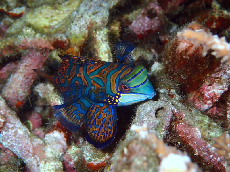natural, Reef, aquatic, seaside, beauty in nature, scuba, fish, close-up, blue, no people, ocean, tropical, one animal, bunaken, animals in the wild, 4K