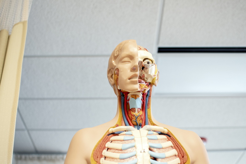 school, study, day, human, art and craft, 5K, anatomy, wooden, throat, white, architecture, lung, human representation, hairstyle, focus on foreground