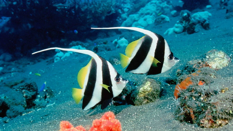 ocean, profile view, water, animal themes, animals in the wild, animal wildlife, anemone fish, nature, 1080P, percoid fish, damselfish, swimming, marine