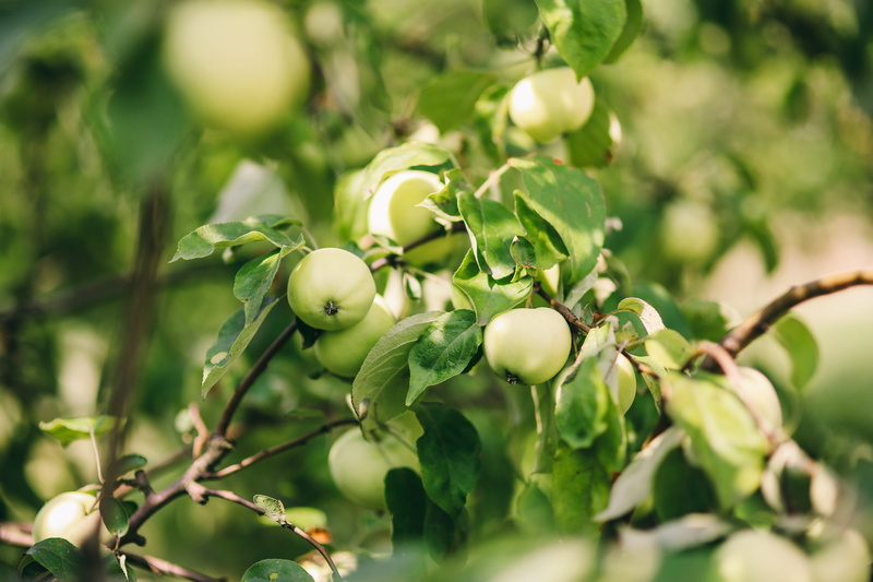 agriculture, vegetables, no people, close-up, farm, apple - Fruit, floral, branch, leaf, growth, selective focus, green Color, day, bloom, beauty in nature