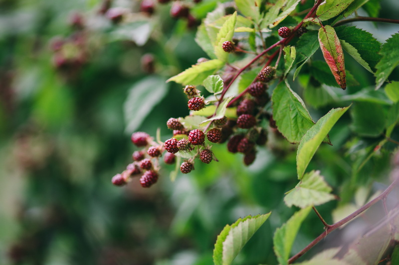 growth, plant part, blooming, branch, nature, in the garden, close-up, Flowers, plant, vegetables, flora, food, tree, day, fruit, freshness, leaves, summer