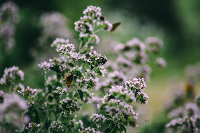 leaves, bloom, flower head, small, focus on foreground, summer, blooming, no People, herb, beauty In Nature, purple, Flowers, flora, green Color, fragility