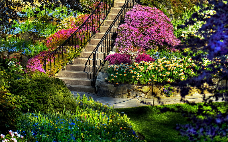 2K, park, vegetable, rose, garden, flower