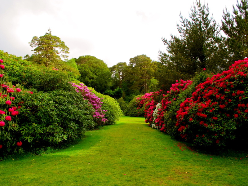 garden, vegetable, rose, flower, park, 1080P