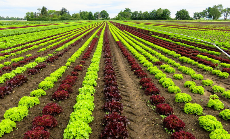 landscape, field, leaf, growth, vegetable Garden, tranquil scene, 5K, vegetable, outdoors, environment, plantation, cultivation, cultivated, organic, non-Urban Scene