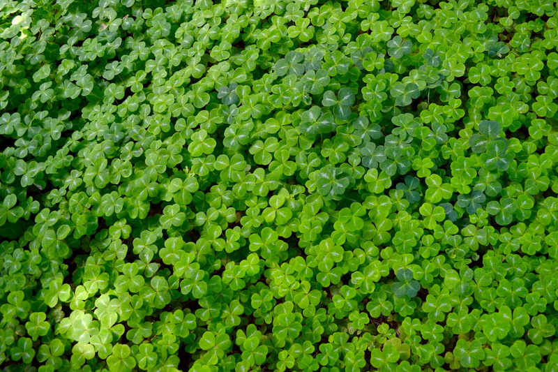 lush foliage, textured, green, Background, agriculture, outdoors, 4K, foliage, macro, organic, pot of gold, backgrounds, full frame, leaf, food, high angle view